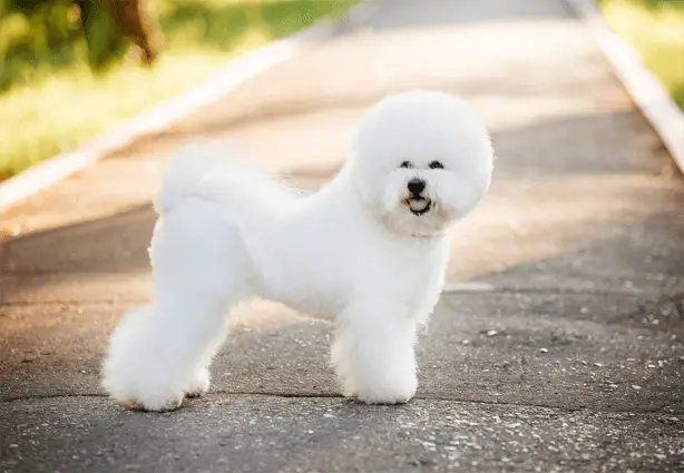 bichon frise in stance