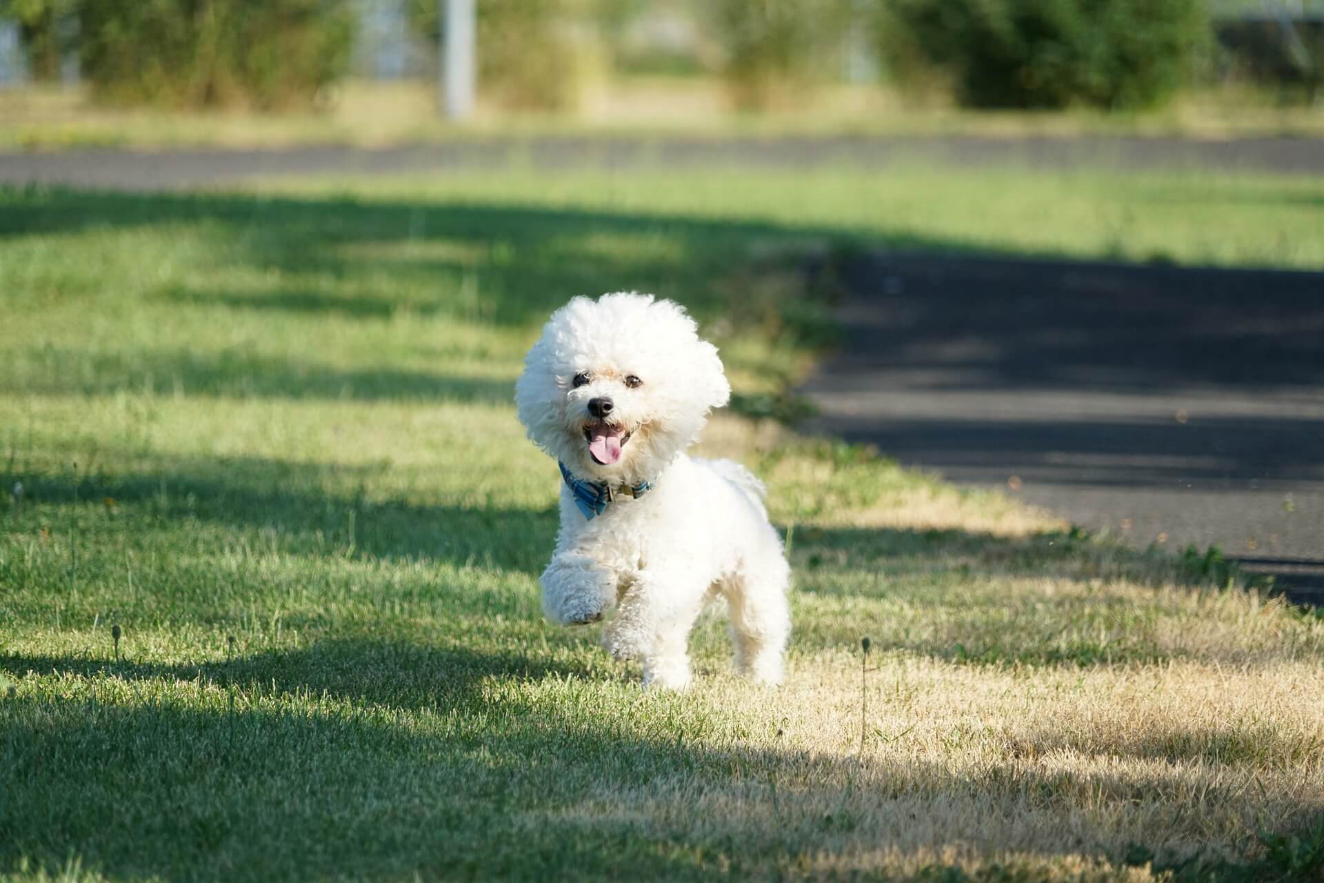 Bichon à poil frisé