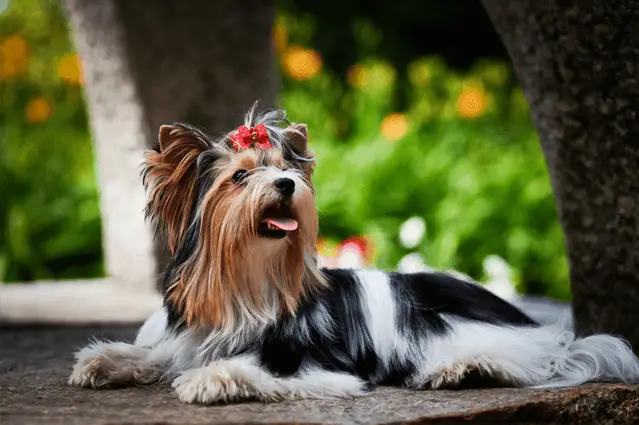 biewer terrier laying