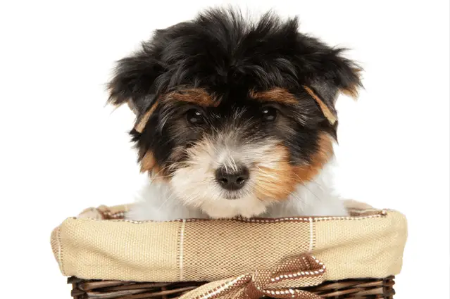 biewer terrier puppy in basket