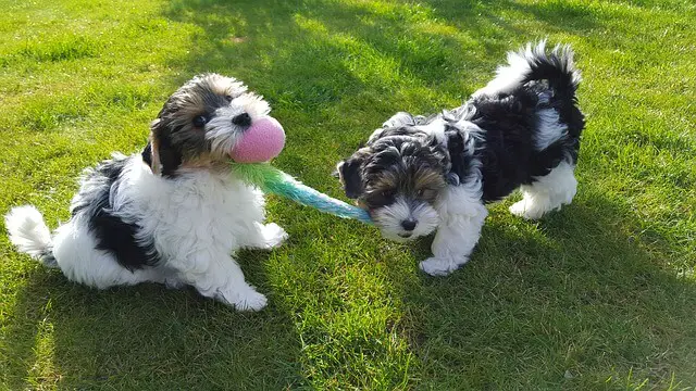 biewer terriers