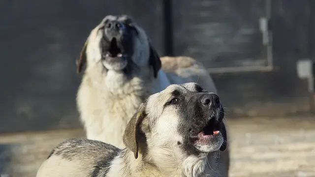 big dogs howling