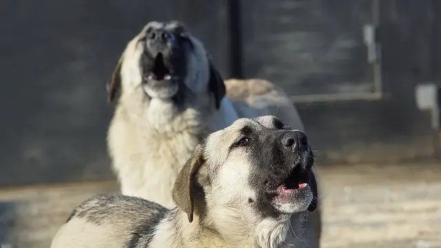 cani di grossa taglia che ululano