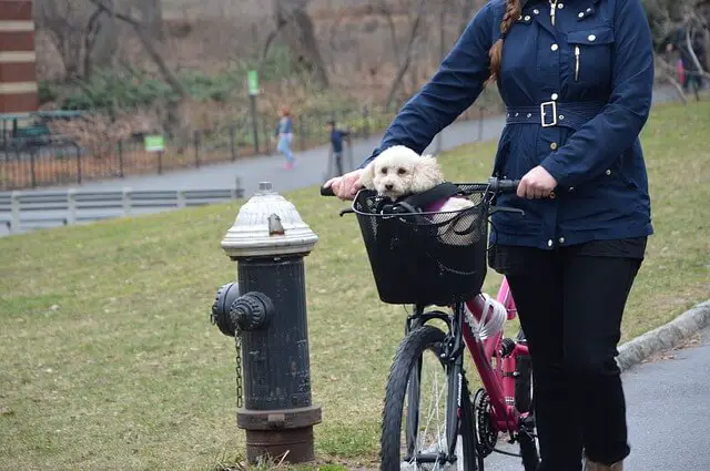 bike basket for dogs