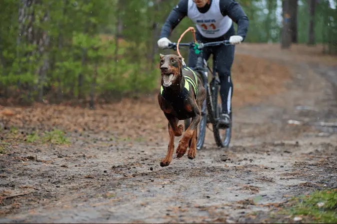 Bikejoring dog race