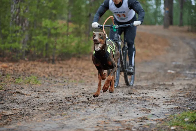 Bikejoring utrka