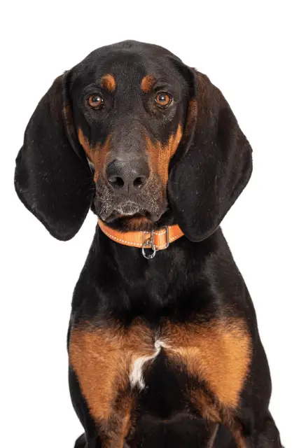 Black and Tan Coonhound