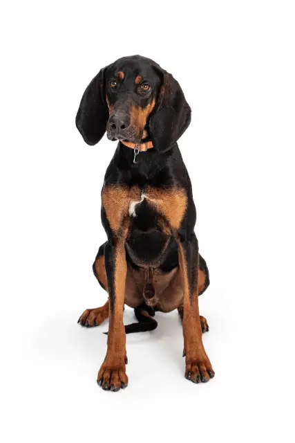 Black and Tan Coonhound