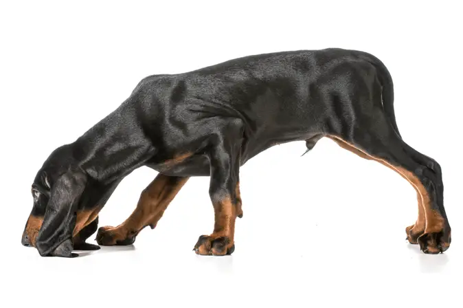 Black and Tan Coonhound