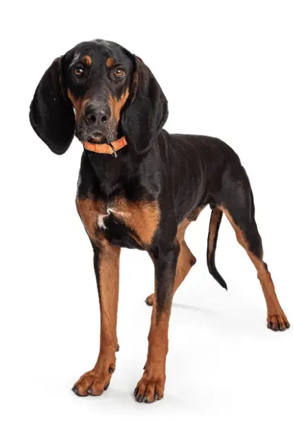 Black and Tan Coonhound