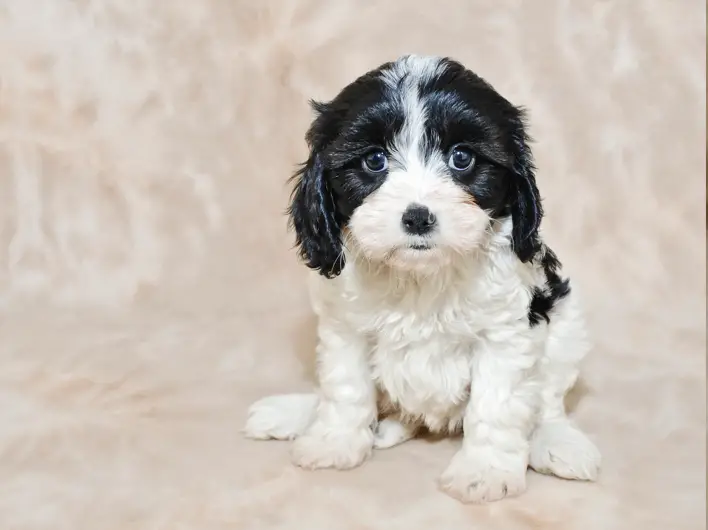 black and white cavachon