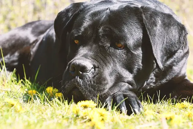 black cane corso