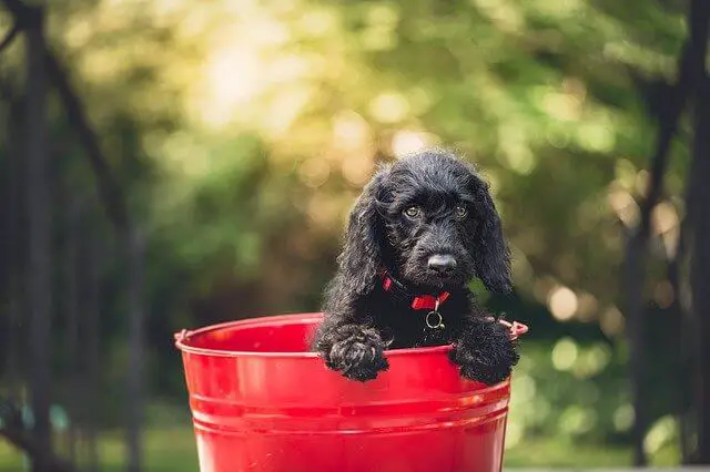black dog in bucket