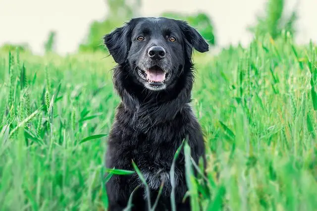 perro negro en la pradera