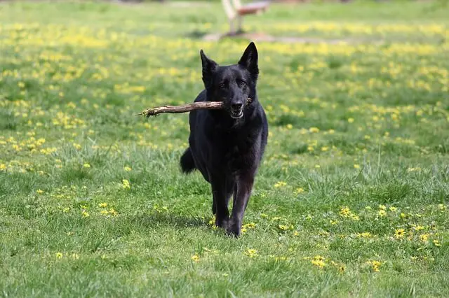 black dog on grass