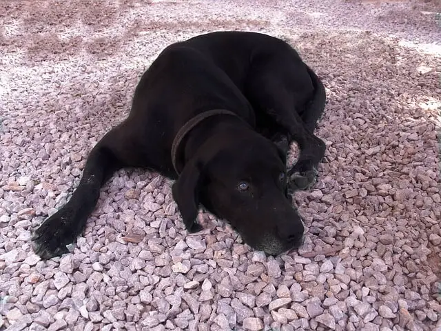 black dog on ground