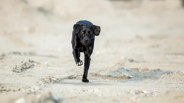 black dog running on beach