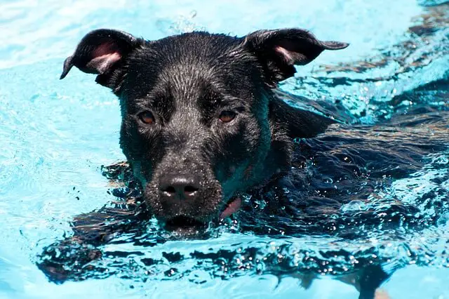 black dog swimming