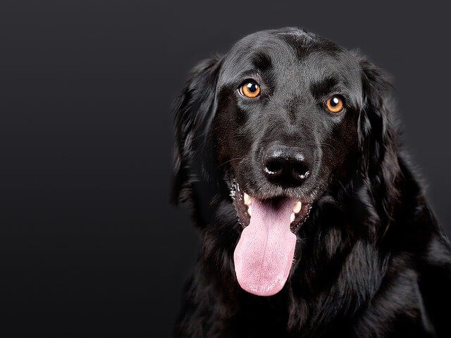 black dog tongue out