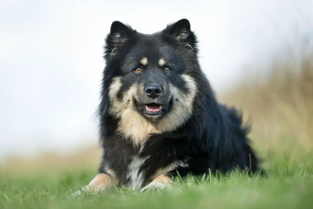 black finnish lapphund