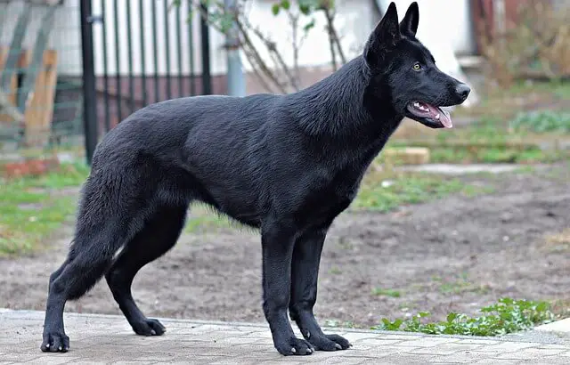 medium black dog breeds