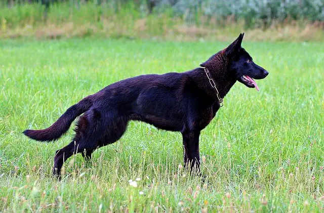 black german shepherd