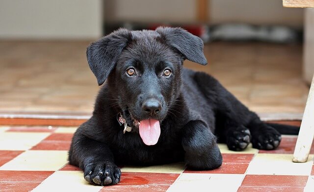 black german shepherd puppy laying