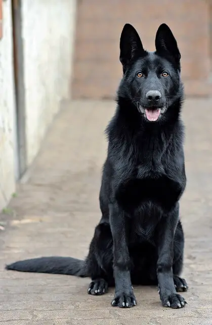 black GSD sitting