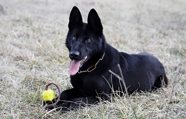 black german shepherd laying with toy