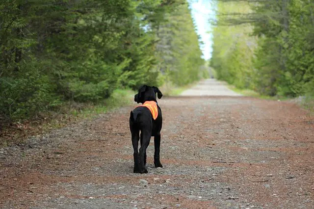 black hunting dog