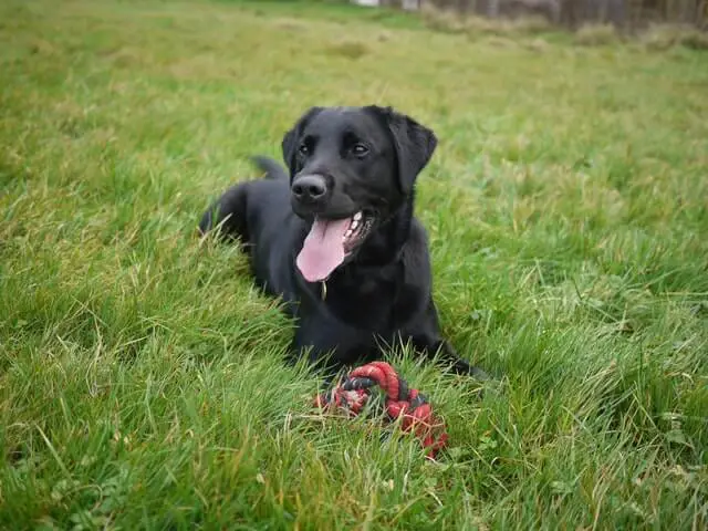 black lab dog