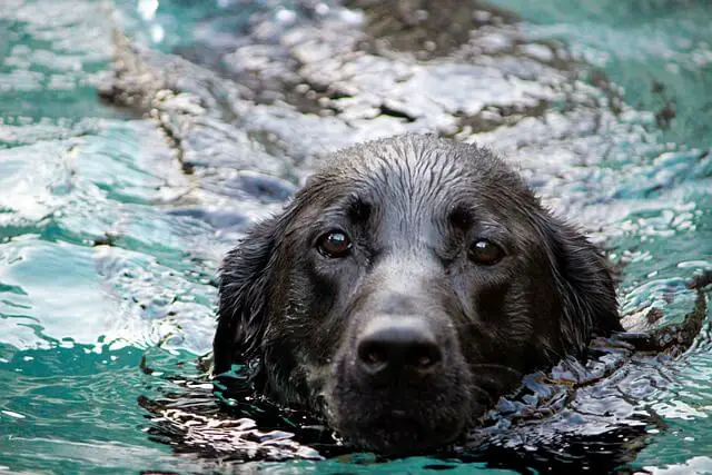 black lab in water