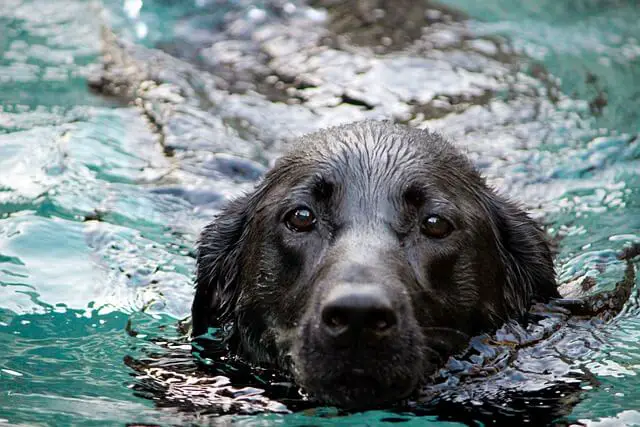 crni labrador u vodi