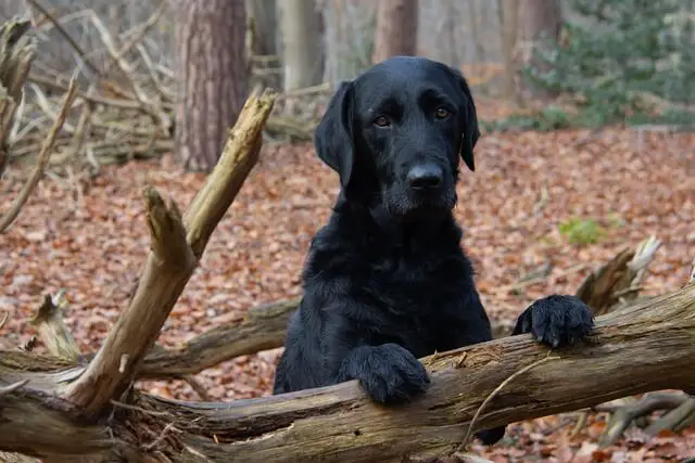 black lab in woods