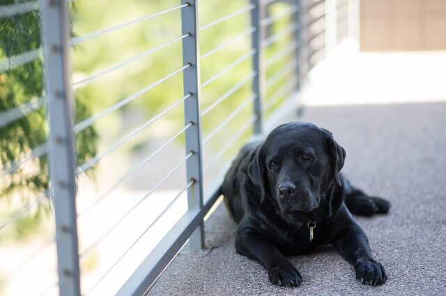 black lab laying