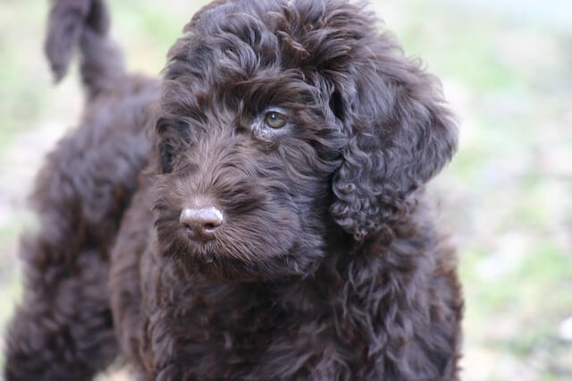 black labradoodle