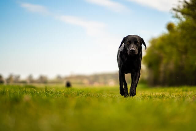 crni labrador pas