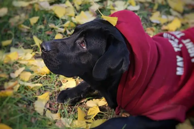 black labrador in a hoodie