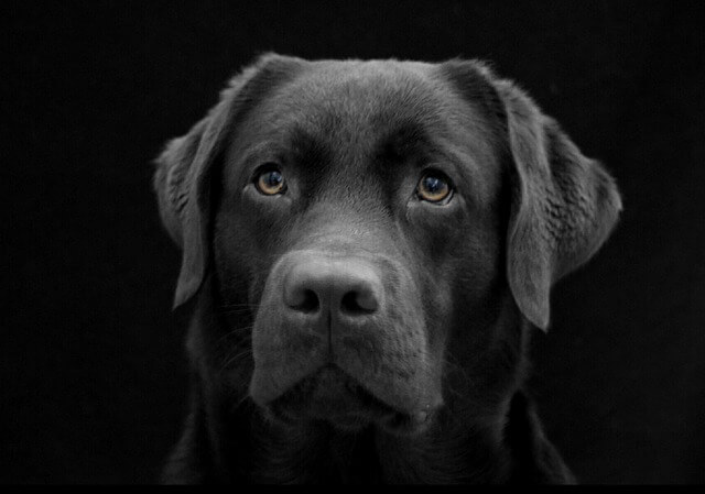 black labrador