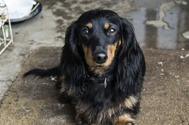 black longhaired dachshund