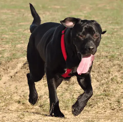 black mastador running