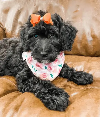 black mini labradoodle