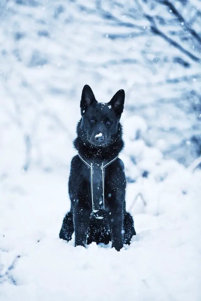 Black Norwegian Elkhound