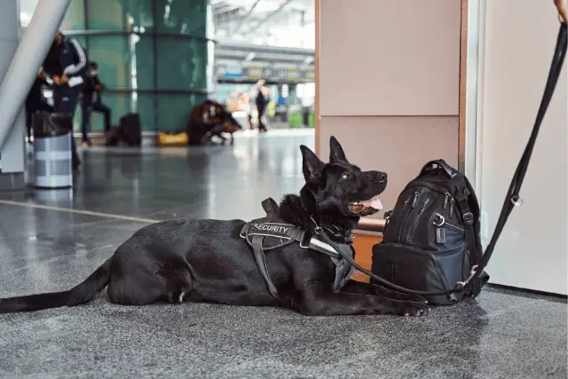 Black Norwegian Elkhound