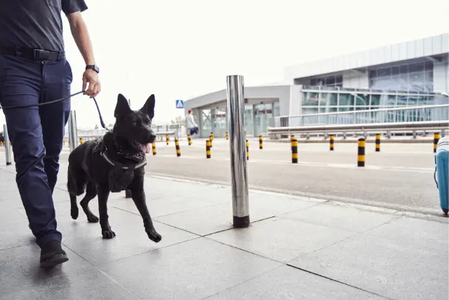 Black Norwegian Elkhound