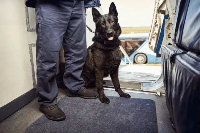 Black Norwegian Elkhound