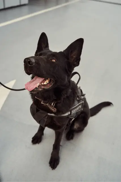 Black Norwegian Elkhound