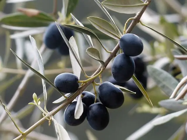 black olives on a tree