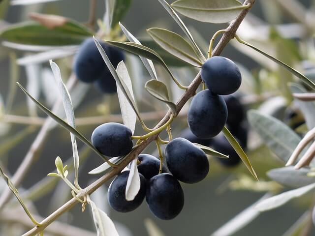 aceitunas negras en un árbol