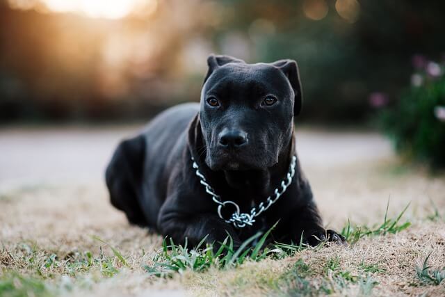 black pit bull